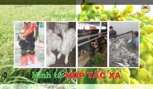 Lãng phí nhân lực, vật lực ở 139 Hợp tác xã dịch vụ nông nghiệp tại Hưng Yên